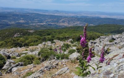 Sulle vette di Forest’Anela
